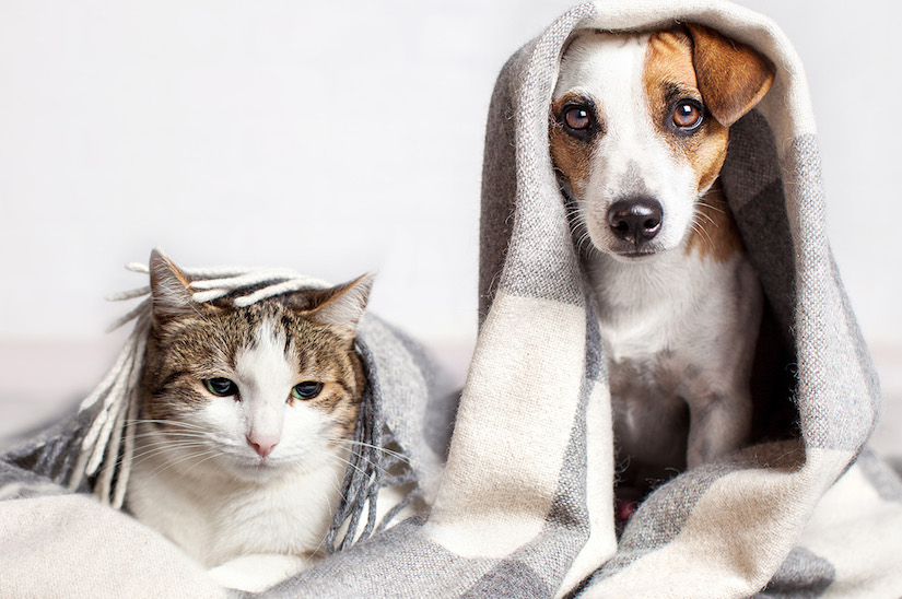 Assicurazione animali domestici: forse non sai che..